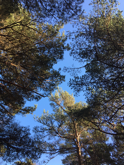 Camera shot pointing t to the canopy. A bright blue sky, deciduous trees in leaf