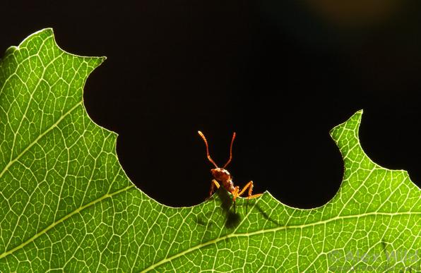 A glowing, backlit leaf that’s been cut away at the top into pleasingly round semicircles, with a small alert reddish ant peeking over the top.