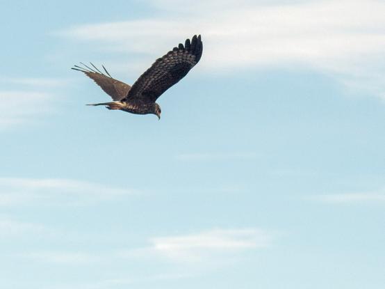 Snail Kite (male) in flight.