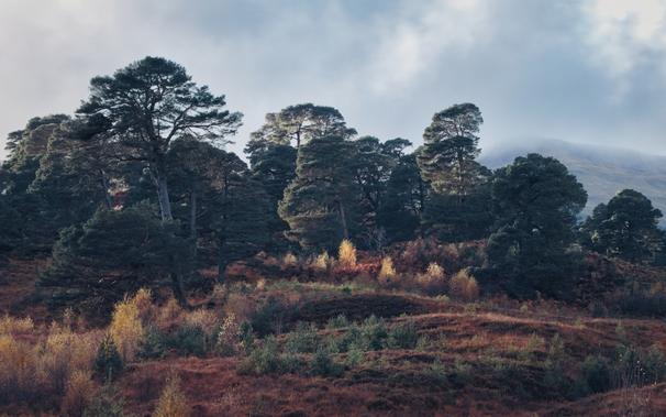Scots Pine trees in a remnant of the Caledonian Forest, Glen Lyon, Perthshire