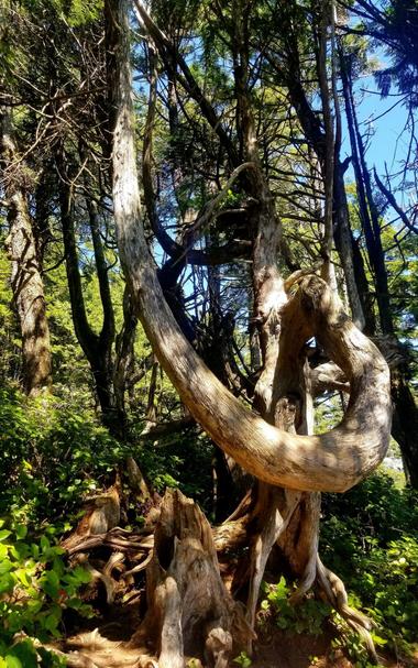 Big, cool & gnarly tree along Wild Pacific Trail in Ucluelet on Vancouver Island.