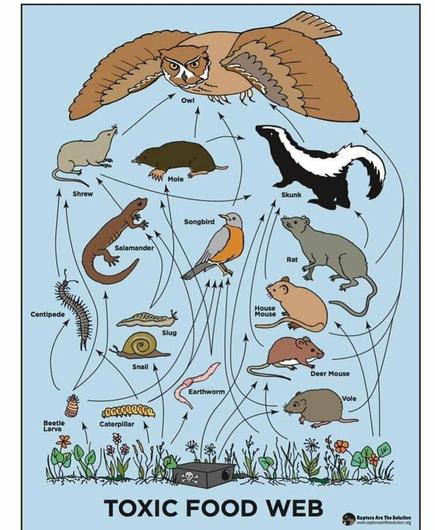 Photo showing the TOXIC FOOD WEB which starts with poison bait and depicts all the various smaller prey animas that eat the bait and other animals that are poisoned by it going up to the owl.