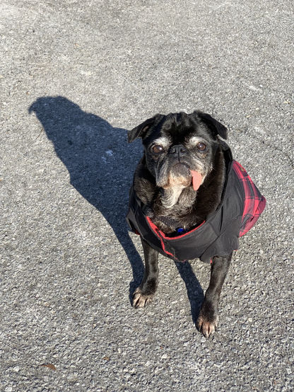 Black pug wearing a coat, sitting in the sun with her shadow reflecting