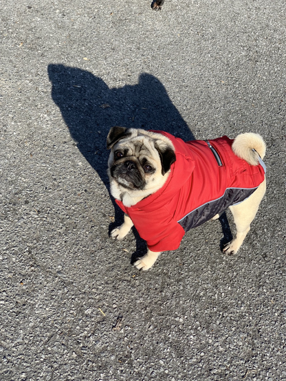Fawn pug wearing a coat, standing outside in the sun with her shadow reflecting