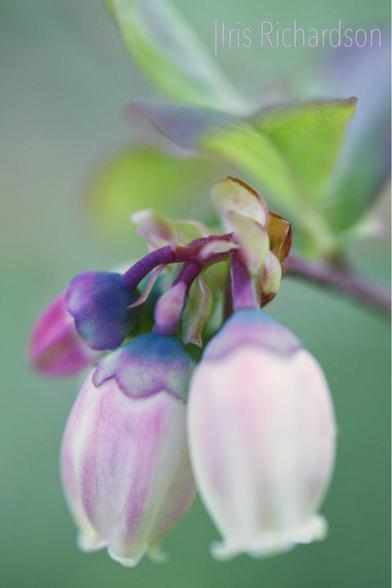 Pastel blueberry blossom vertical macro photography. Artist Iris Richardson