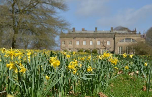 A view of daffodils with Stourhead House in the background, under a partly blue and partly grey sky