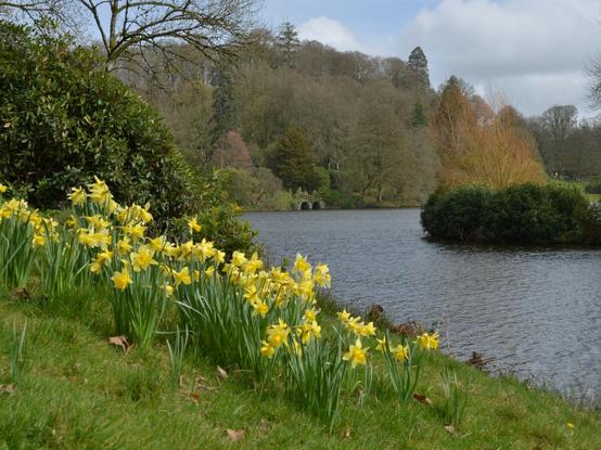 A view of the lake at Stourhead Gardens with the boathouse in the distance and daffodils in the foreground.