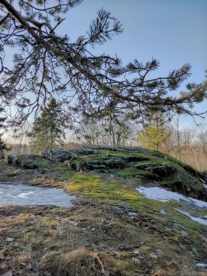 A curved pine tree branch hanging in the air against a blue sky.