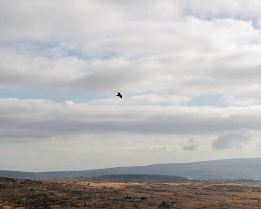 A crow flying over Dartmoor, photographed by Sianne Chambers.