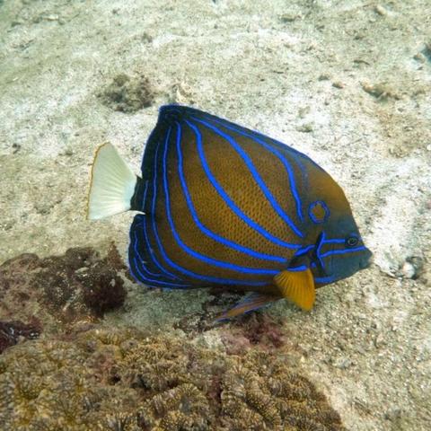 photo of blue Ringed Angelfish