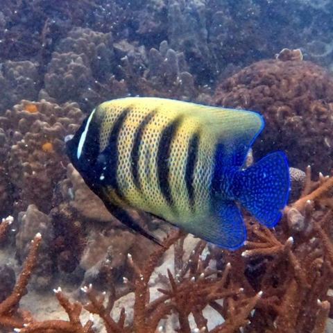 photo of six banded Angelfish