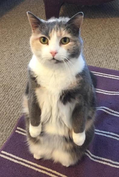 A grey, white, and tan medium haired cat (Lola) s sitting upright on her back legs. Her front paws hang down and the white colored fur on them looks like mittens. She has green eyes, a pink nose, and a grey patch of fur over one eye that looks like an eyebrow.