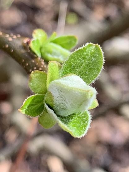 Blatt- und Blütenknospen einer Quitte in Nahaufnahme. Die kleinen, sich gerade entfaltenden Blätter sind mit feinen Härchen bedeckt.

Leaf and flower buds of a quince in close-up. The small, just unfolding leaves are covered with fine hairs.