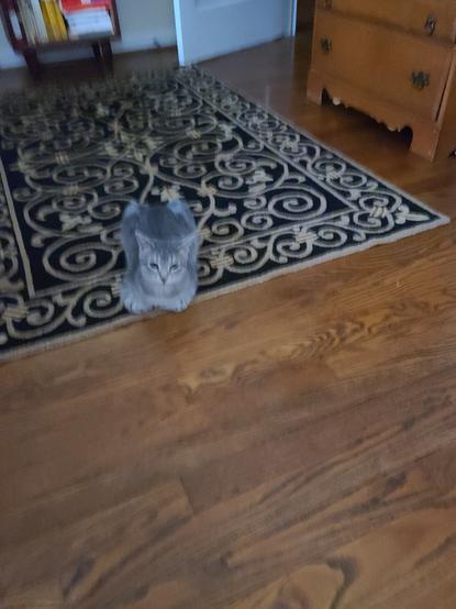 Kitten lying on the carpet blocking path out of the room
