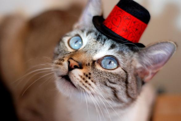 A beautiful lynx point Siamese wearing a black bowler hat which has a wide red band around it with decorative hearts. He is looking up with eager love filled eyes. His nose looks soft and golden and beepable.