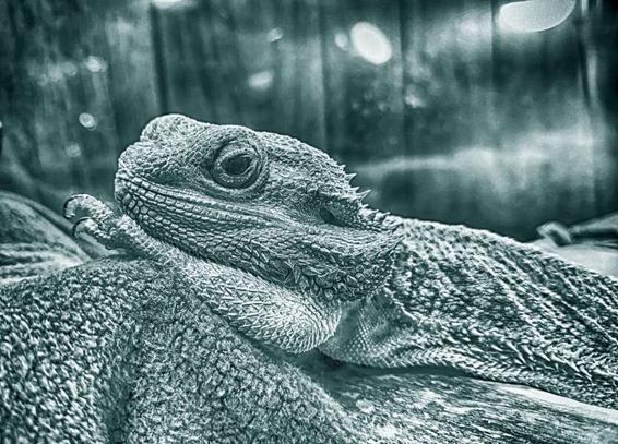 Monochrome image of a pet bearded dragon lounging in his enclosure.