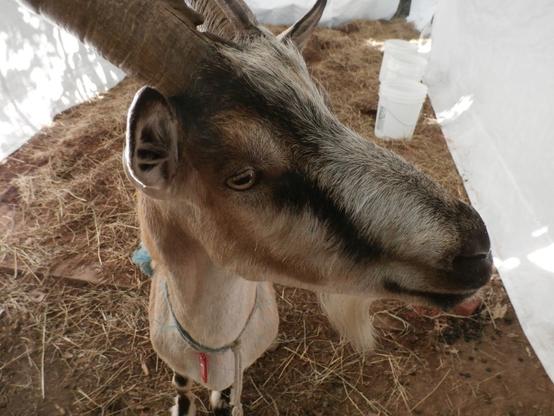 A closeup of a goat in its evening enclosure.