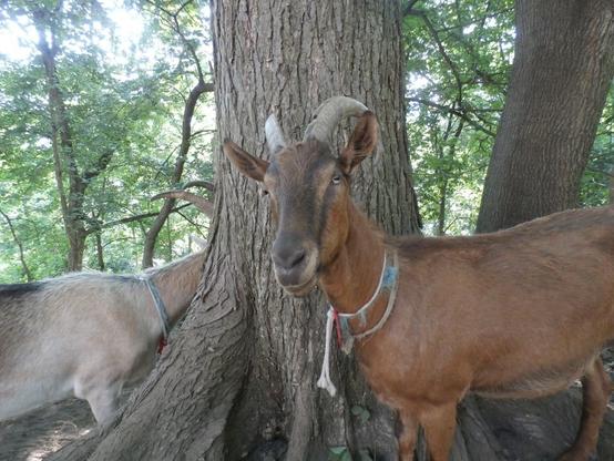 Two goats.  Two of the four goats had horns and two did not.