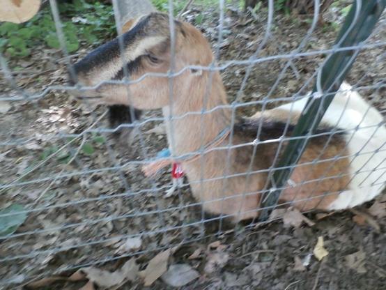 One of the hornless goats taking a break from eating and doing so near the Riverside Drive fence.