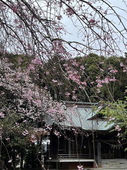 Local shrine and shidarezakura (weeping cherry blossom)(March 25th, 2023)