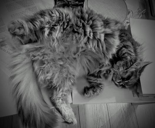 A long-haired cat's belly in black and white, with curling strands of fur