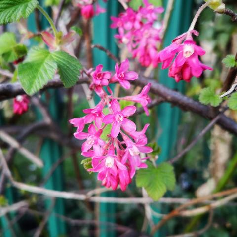 A cluster of bright pink flowers hanging from a plant stem in front of a metal fence.