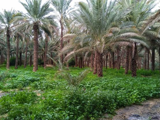 تصویری از نخلستان در فصل بهار. شامل درخت نخل و سبزه.