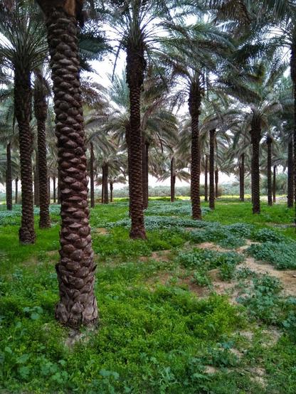 تصویری از نخلستان در فصل بهار. شامل درخت نخل و سبزه.