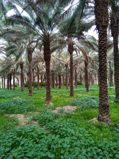 تصویری از نخلستان در فصل بهار. شامل درخت نخل و سبزه.