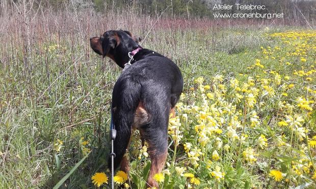 Beaglemix Bilbo walking in a meadow full of yellow flowers of cowslip and dandelion.