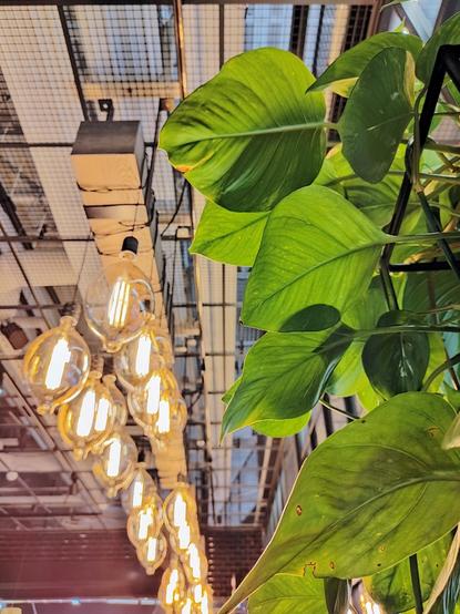 A wall of green indoor plants against bright clear lightbulbs.