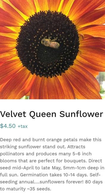 Velvet Queen Sunflower. Saanich Organics seed ad/description on website.