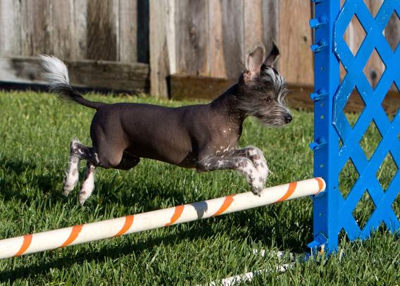 Training to be an agility athlete.