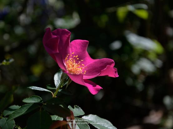 紫色の薔薇
Purple Rose.