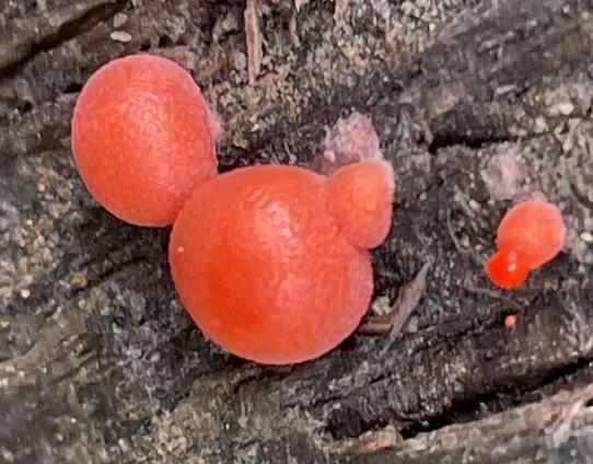 Red blobs