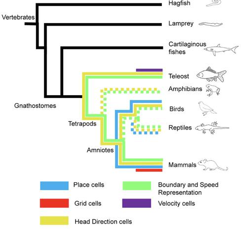 Evolutionary “tree” showing which types of species hold which types of spatial cells
Interestingly, so far, it seems grid cells have been found only in mammals… but they are quite hard to find so it could just be that more attempts in non-mammals are needed.