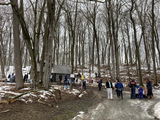 People standing on a road under and between maple trees. Sugar house in mid background. Mix of bare ground and snow.