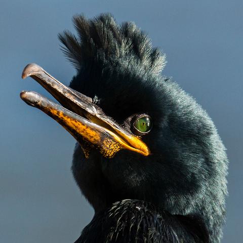 The smaller member of the Cormorant family known as a Shag with it's green tinged breeding plumage and bright green eye.