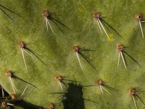 Closeup of the spines on a cactus paddle.