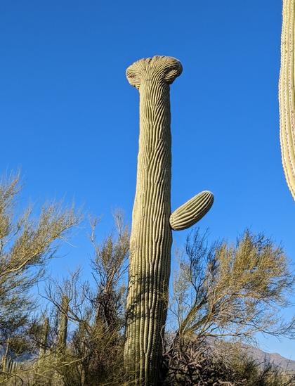 Crested saguaro cactus.