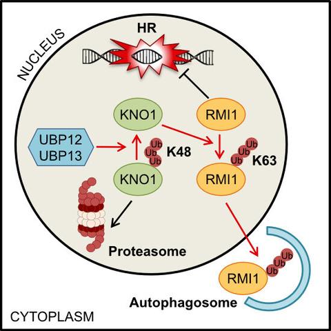 Schematic visualization of the article's synopsis