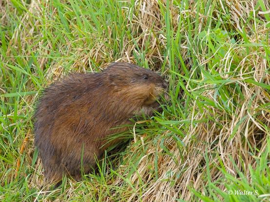 A brown rodent sitting on the steep bank of a stream, feeding on plants