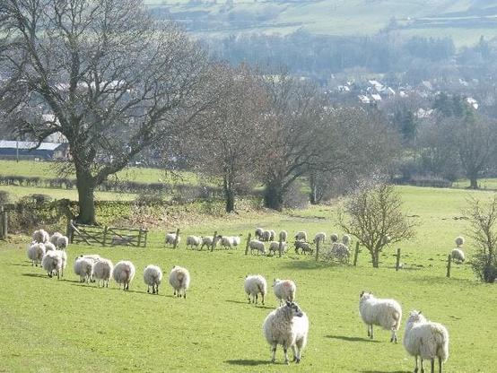Sheep marching in procession along the rolling dales in County Durham