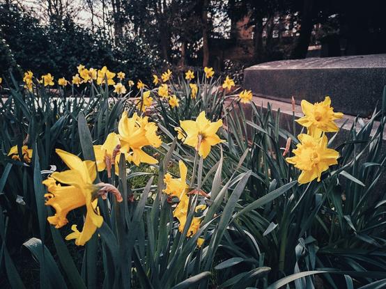 Yellow daffodils planted beside a granite tomb in Highgate Cemetery.