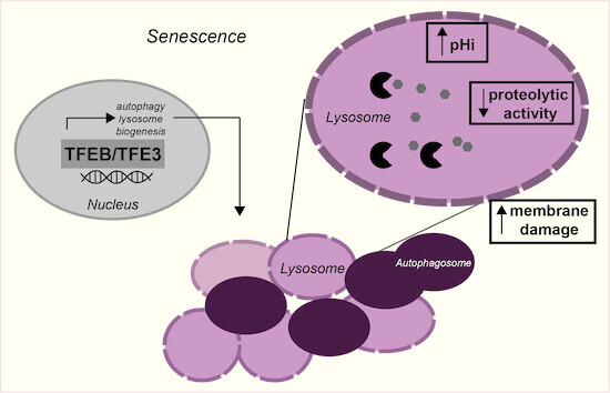 Schematic visualization of the article's synopsis