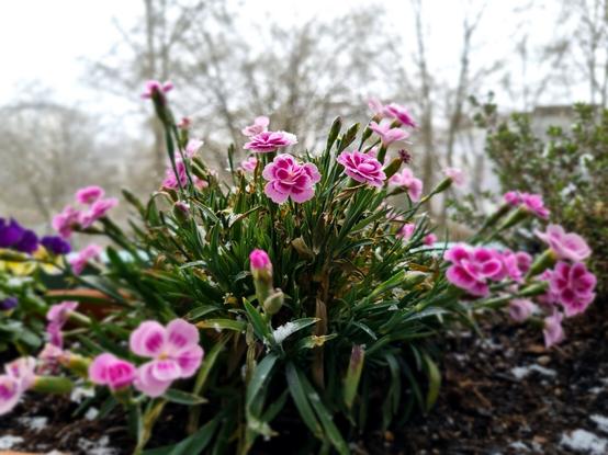 Rosa Nelken und leichter Schnee