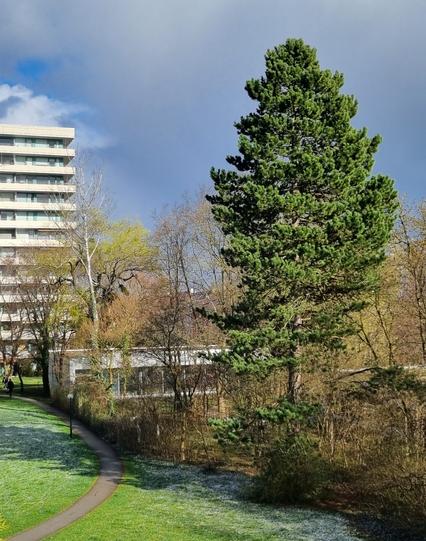 Parklandschaft am Hochhaus, Bäume in verschiedenen Grüntönen, Rasen mit ein wenig Schnee.