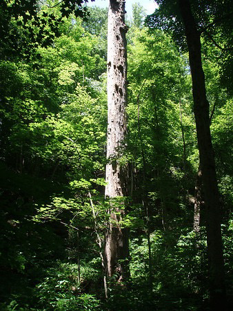 A very large and dead tree trunk among lively green foliage.