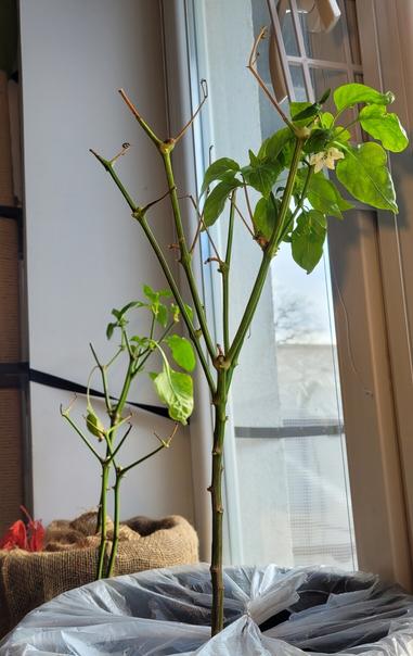 Une petite serre de bord de fenêtre avec des palets de cocos, sur la droite il y a des petites pousses de tomates, la section sur la gauche avec divers poivrons et piments est encore vide.