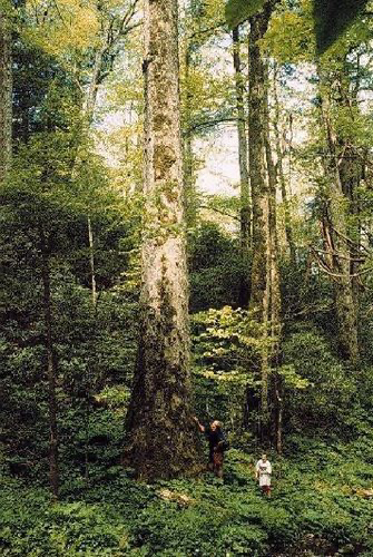 Two people standing near the base of a very tall and straight tree. Its diameter is greater than the height of the people nearby.